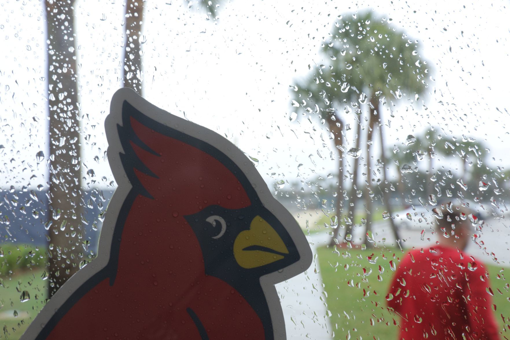 Cardinals spring training